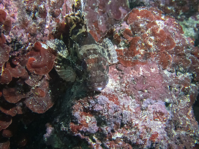 地中海黑蝎子鱼(Scorpaena porcus)的特写