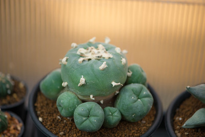 仙人掌和许多花蕾在花盆里