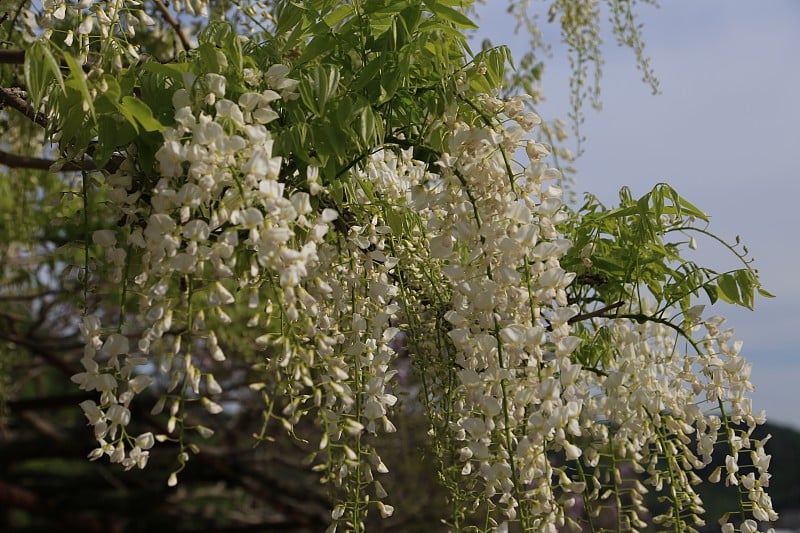 白色的紫藤花