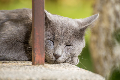 淡蓝色的猫