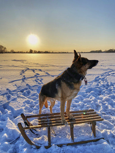 一只德国牧羊犬站在雪橇上。
