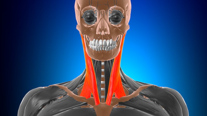 胸锁乳突肌解剖医学概念3D