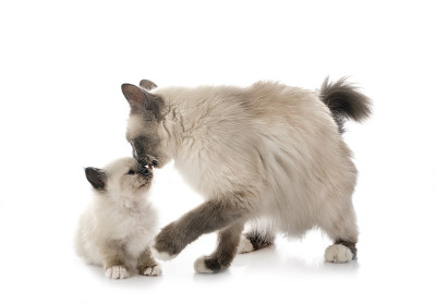 伯曼小猫和妈妈