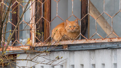 栅栏后窗台上的橙色虎斑猫
