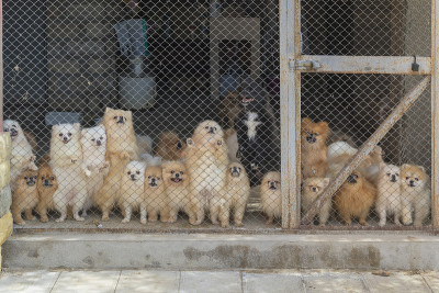 博美犬斯皮茨在养犬鸟舍