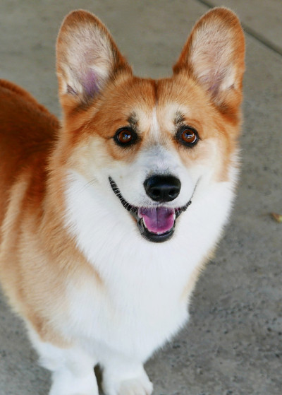 彭布罗克威尔士科基犬