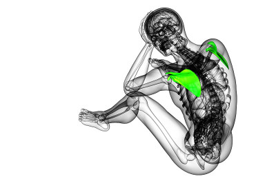 肩胛骨的3d渲染医学插图