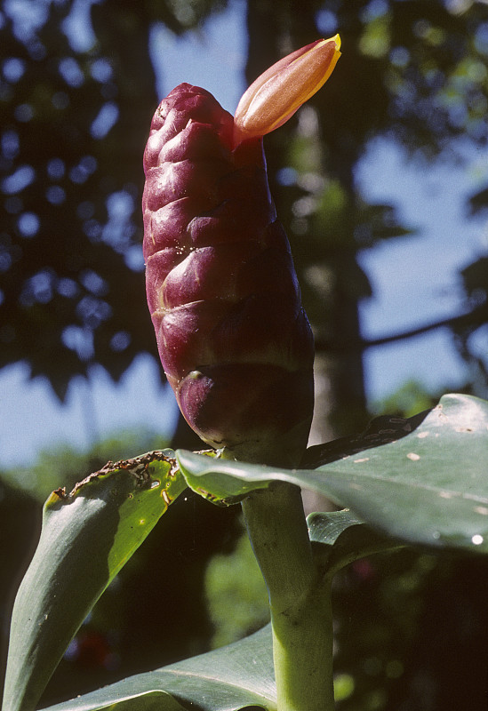 Costus