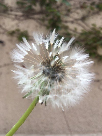 贝克的花