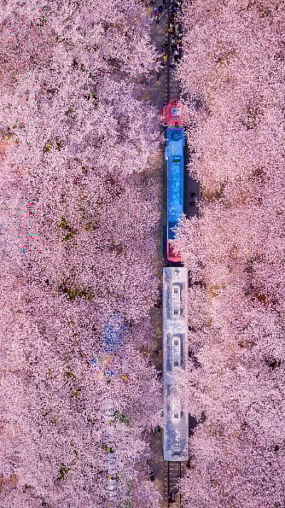 金海樱花节，金河釜山，韩国