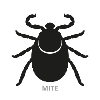 一个螨虫的剪影。白色背景上的勾号。web和应用程序的隔离对象
