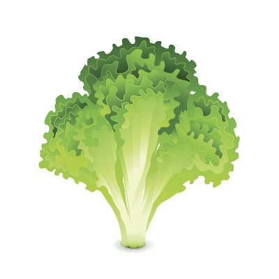 -isolated-vector