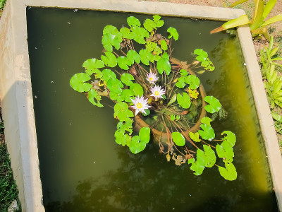 低头看一些荷花