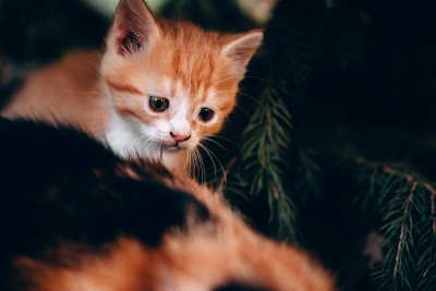 好奇害羞的小红猫。毛茸茸的红条纹小猫，第一次在大自然中散步。