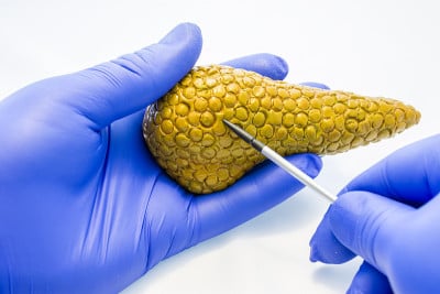 医生或科学家戴着手套手持胰腺腺解剖模型，另一只手用指针指向腺体体。对胰腺的解剖、生理或病理的研究或解