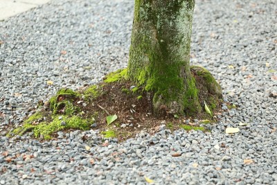 木材和苔藓的根