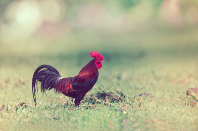 红原鸡(Gallus Gallus)雄性站立