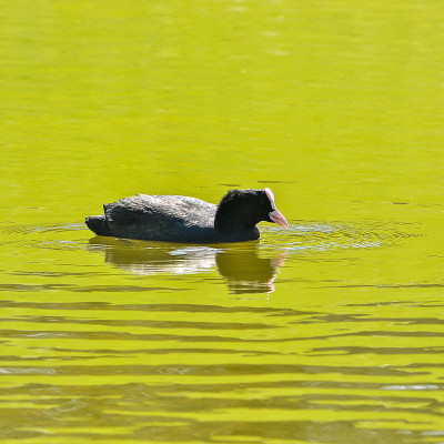欧亚Coot, Fulica atra