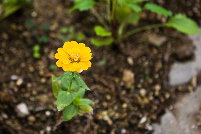 黄色的花