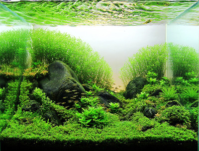种植水族馆