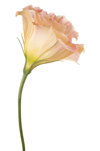 eustoma