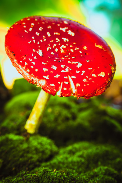 美丽的红色与白色斑点蘑菇上的苔藓
