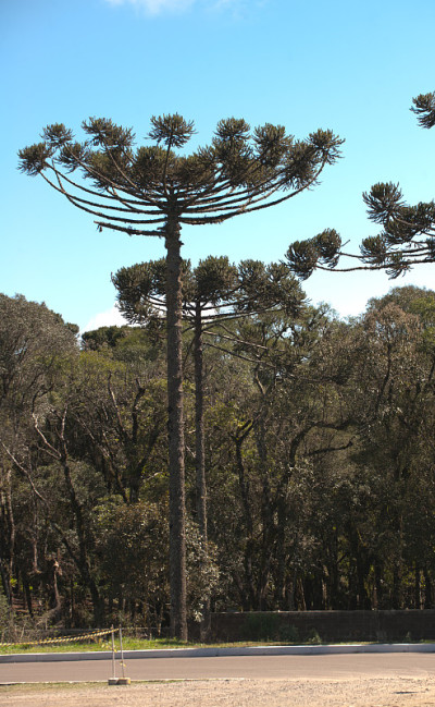 Araucaria