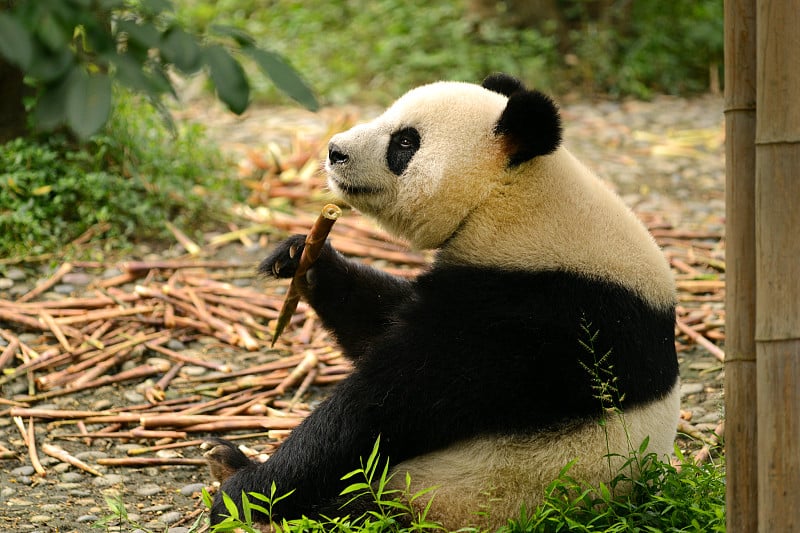 大熊猫吃竹子成都，中国