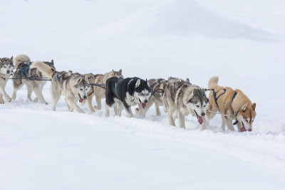 一群西伯利亚哈士奇和雪橇狗参加狗拉雪橇比赛