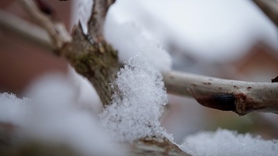 树枝上的雪