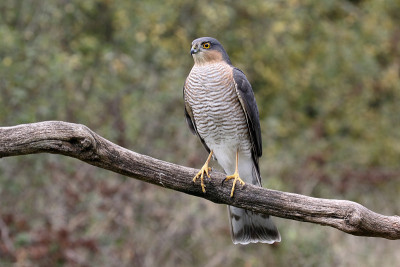 Sparrowhawk,猛禽努力