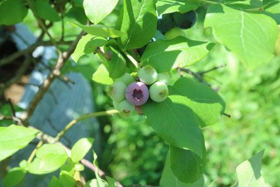 蓝莓树