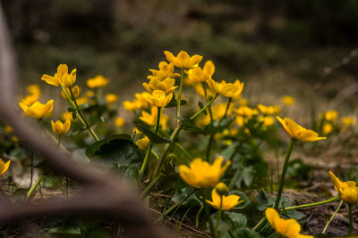 Marsh-marigold