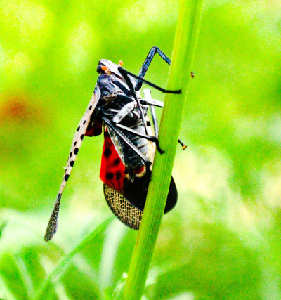 日本成人Lanternfly
