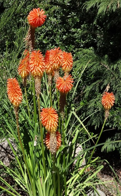 Kniphofia