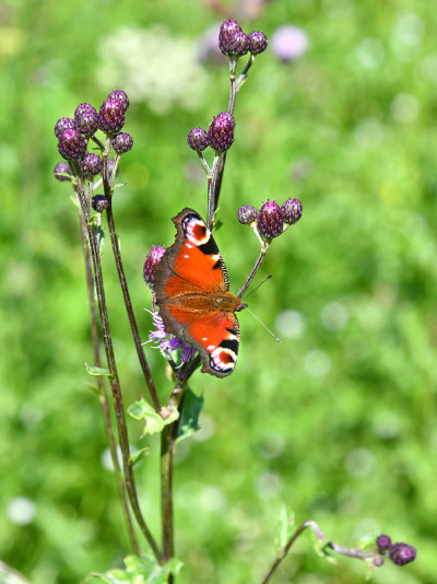 Aglais I