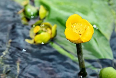 黄皮菊