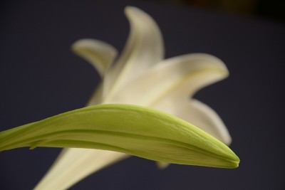 春花复活节