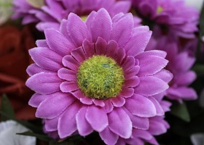 雏菊花心
