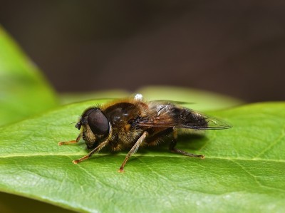 日光浴Dronfly