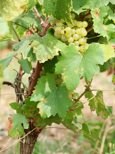 Chardoney /博纳,法国