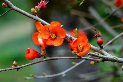 日本木瓜在模糊的绿色背景上开花。有选择性的重点。特写红花榅桲。“南方文化”植物园。特写镜头。春天。小