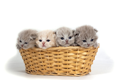 四只英国小猫坐在一个柳条篮子里。孤立在白色背景上。
