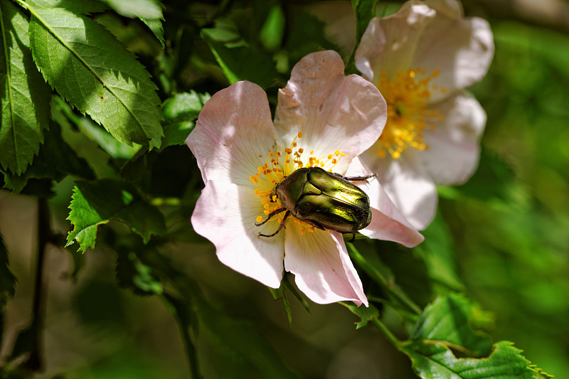 原型菲贝里物种或甲壳虫