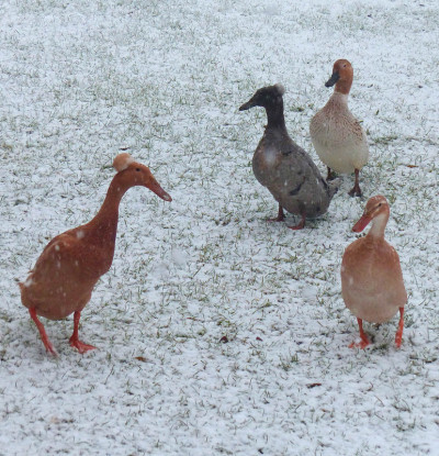 雪中的鸭子