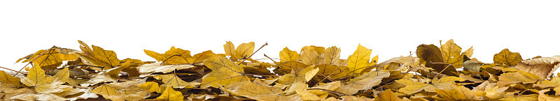 Yellow leafs on the white textured