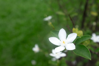 花园里的白stephan otis花。