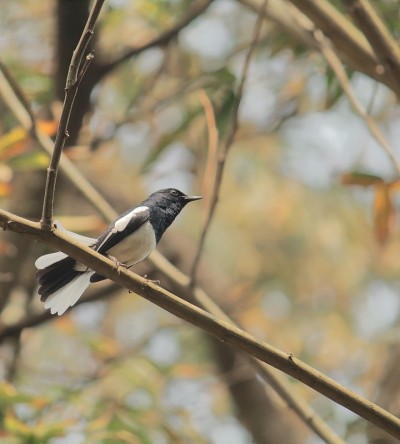 雄性东方喜鹊(copsychus saularis)栖息在树枝上的秋天季节，西孟加拉邦乡村，印度