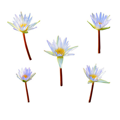 美丽的白莲花群孤立在白色的背景