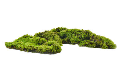 苔藓孤立在白色背景上。